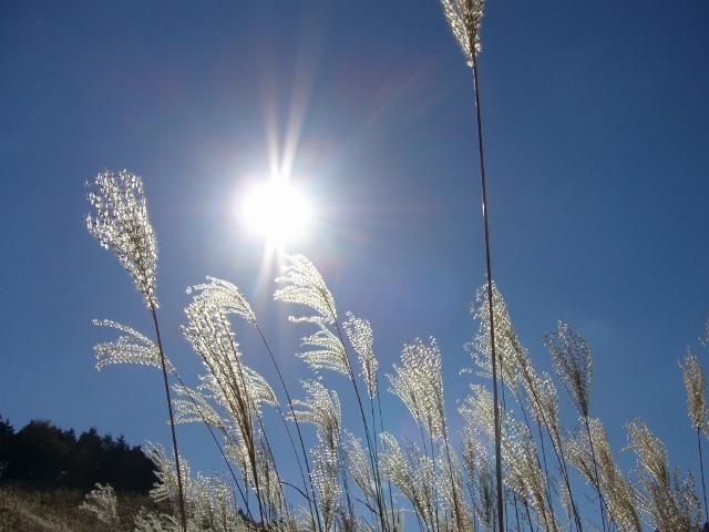 陽の光を浴びて